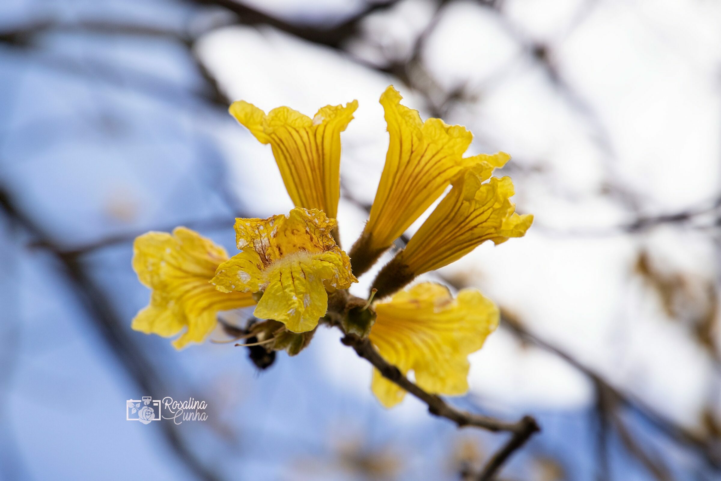 Fauna e Flora - Flowers Fauna e Flora - Flowers