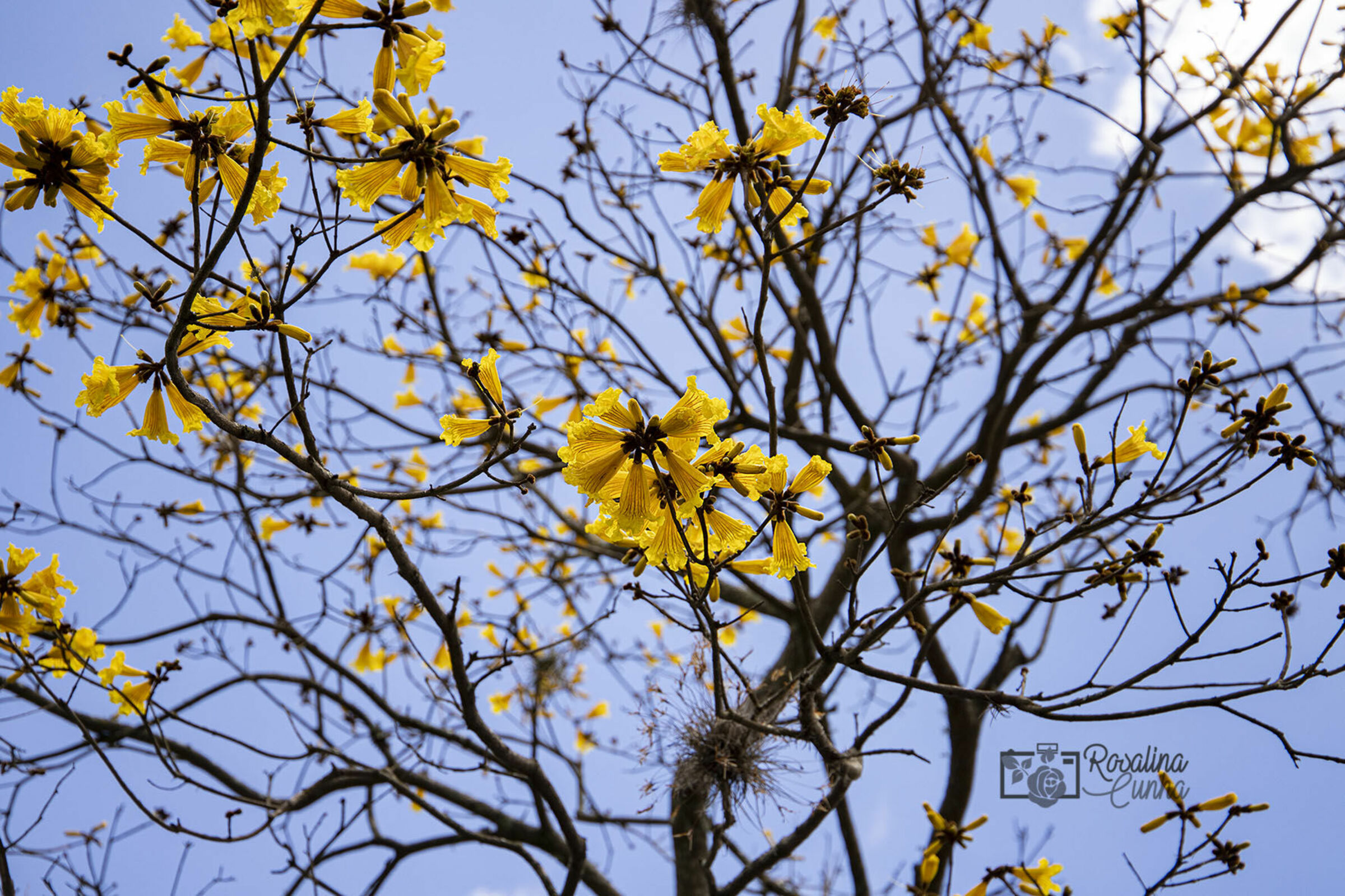 Fauna e Flora - Flowers Fauna e Flora - Flowers